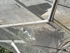 Verkaufe Papagai Gelbhaubenkakadu kakadu Hahn