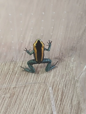 Phyllobates vittatus