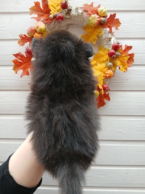 Pommerscher Zwergspitz 