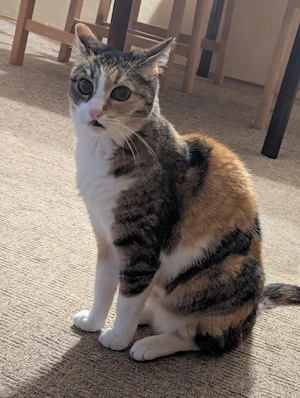 Flitzi sucht ein neues Zuhause