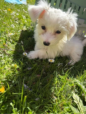 Malteser  maltipoo Mädchen mini