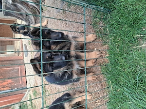 Deutscher Schäferhund Welpe