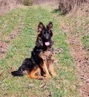 altdeutscher Schäferhund Rüde Junghund
