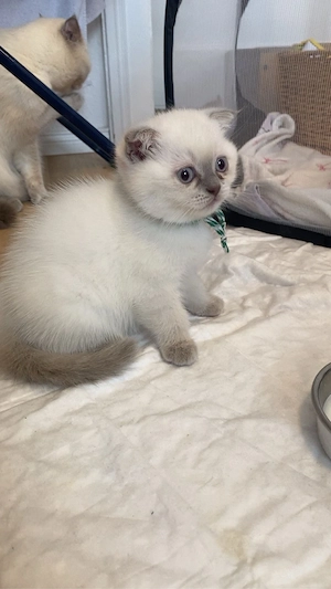  3 BKH Kitten (Britisch Kurzhaar) abzugeben 