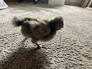 Seidenhühner und Seidenhuhn Mix ab Juni abzugeben