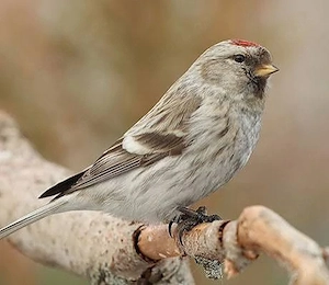 verkaufe 1,1 polarbirkenzeisig von 2025 