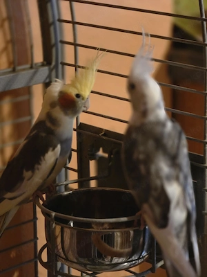 Nymphensittiche Päärchen FESTPREIS