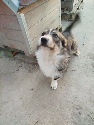 Hans Peter - vom Weggeworfenen zum Herzenshund