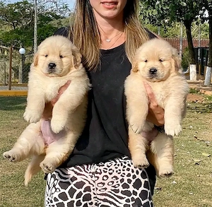 Golden-Retriever-Welpen zu verkaufen