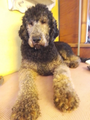 Großpudel Rüde 15 Monate