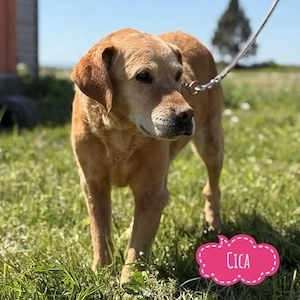 Cica, top fitte und katzenverträgliche Labrador Mix Hündin