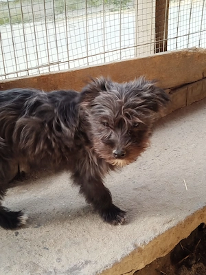 Fini - klein und auf der Suche nach großem Glück