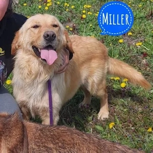 Miller, ein absoluter Traumhund, Golden Retriever Rüde
