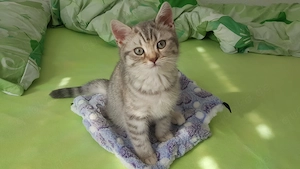 Kitten zu verkaufen Bild 3