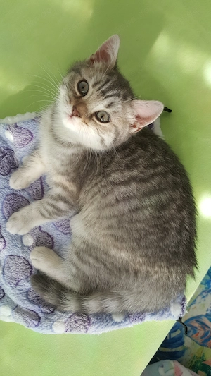 Kitten zu verkaufen Bild 2