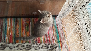 Kitten zu verkaufen Bild 9