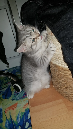 Kitten zu verkaufen Bild 6