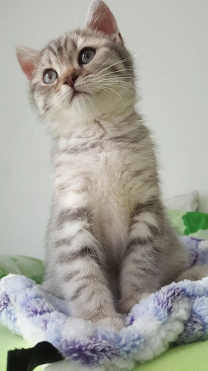 Kitten zu verkaufen Bild 4