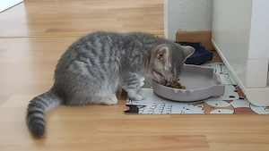 Kitten zu verkaufen Bild 10