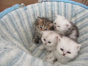 Bildhübsche Kätzchen British Longhair suchen eine neue Kuschelhöhe