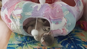 Kitten zu verkaufen Bild 8