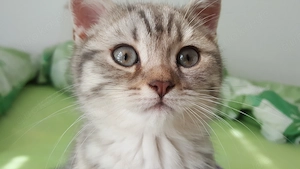 Kitten zu verkaufen Bild 7