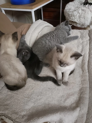 BKH Siam Kitten