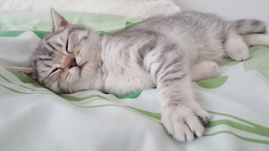 Kitten zu verkaufen Bild 5
