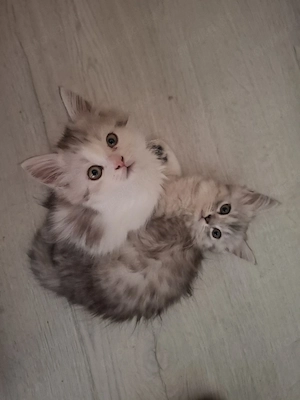 Edelmix Kitten Maine Coon  Britisch Langhaar  Bild 2