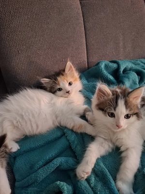 Edelmix Kitten Maine Coon  Britisch Langhaar  Bild 5