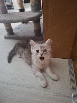 Edelmix Kitten Maine Coon  Britisch Langhaar  Bild 4