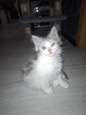 Edelmix Kitten Maine Coon  Britisch Langhaar  Bild 3