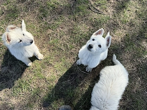 Welpen schweißer Schäferhunde