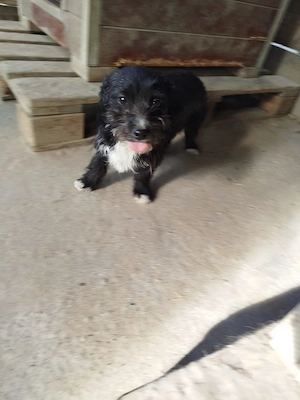 Freddy - vorsichtiges Herz auf der Suche nach Vertrauen