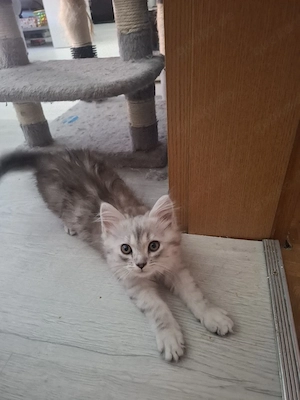 Edelmix Kitten Maine Coon  Britisch Langhaar  Bild 6