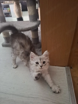 Edelmix Kitten Maine Coon  Britisch Langhaar  Bild 7