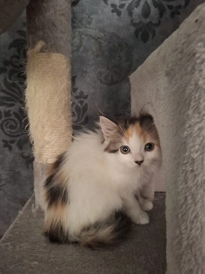 Edelmix Kitten Maine Coon  Britisch Langhaar  Bild 9