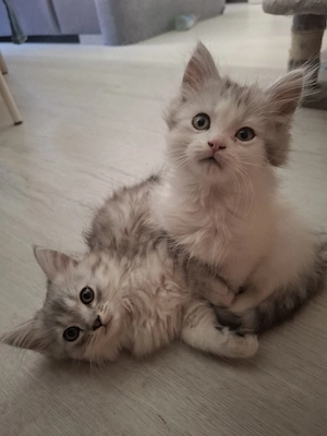 Edelmix Kitten Maine Coon  Britisch Langhaar  Bild 10