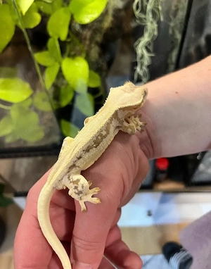 Kronengecko Männchen 