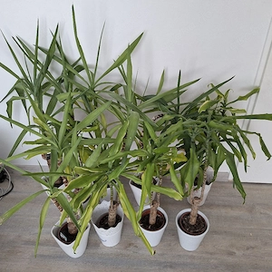 Zimmerpflanzen inkl. Übertöpfen   gepflegt & gesund