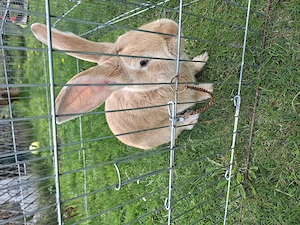 Deutscher Riese Mix Männchen 