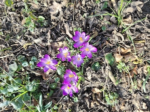 Suche ihn der Hunde und Pferde  mag.