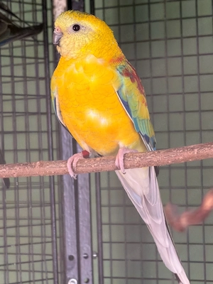 singsittich hahn in gelb 