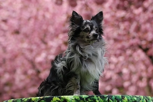 Chihuahua Deckrüde mit ZTP & AT, Merle, Championatsabstammung  Bild 4