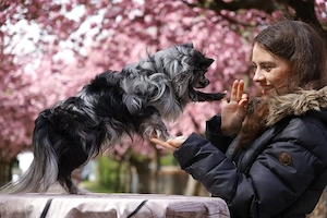 Chihuahua Deckrüde mit ZTP & AT, Merle, Championatsabstammung  Bild 7