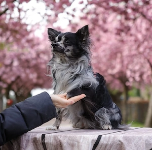 Chihuahua Deckrüde mit ZTP & AT, Merle, Championatsabstammung  Bild 2