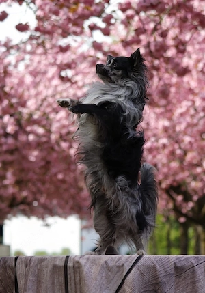 Chihuahua Deckrüde mit ZTP & AT, Merle, Championatsabstammung 