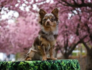 Chihuahua Deckrüde Schoko Merle Tan