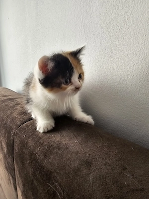 Bhk   Glückskatze baby sucht ein liebevolles Zuhause