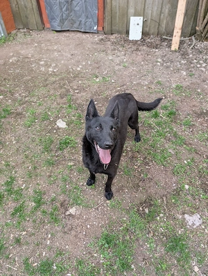 X Malinois Hündin 15'Monate 